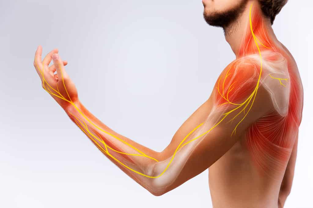 Illustrazione dell'anatomia del braccio umano che rappresenta nervi, ossa e legamenti.