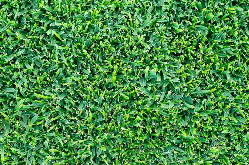 Primo piano di un prato ben falciato di Buffalo Grass.  Colpo del dettaglio di erba sana e verde.  Trama di sfondo della superficie dell'erba.