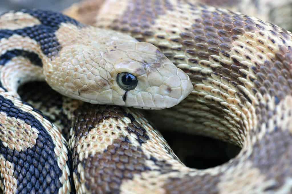 Vista ravvicinata di un grande serpente gopher del bacino (Pituophis catenifer deserticola).