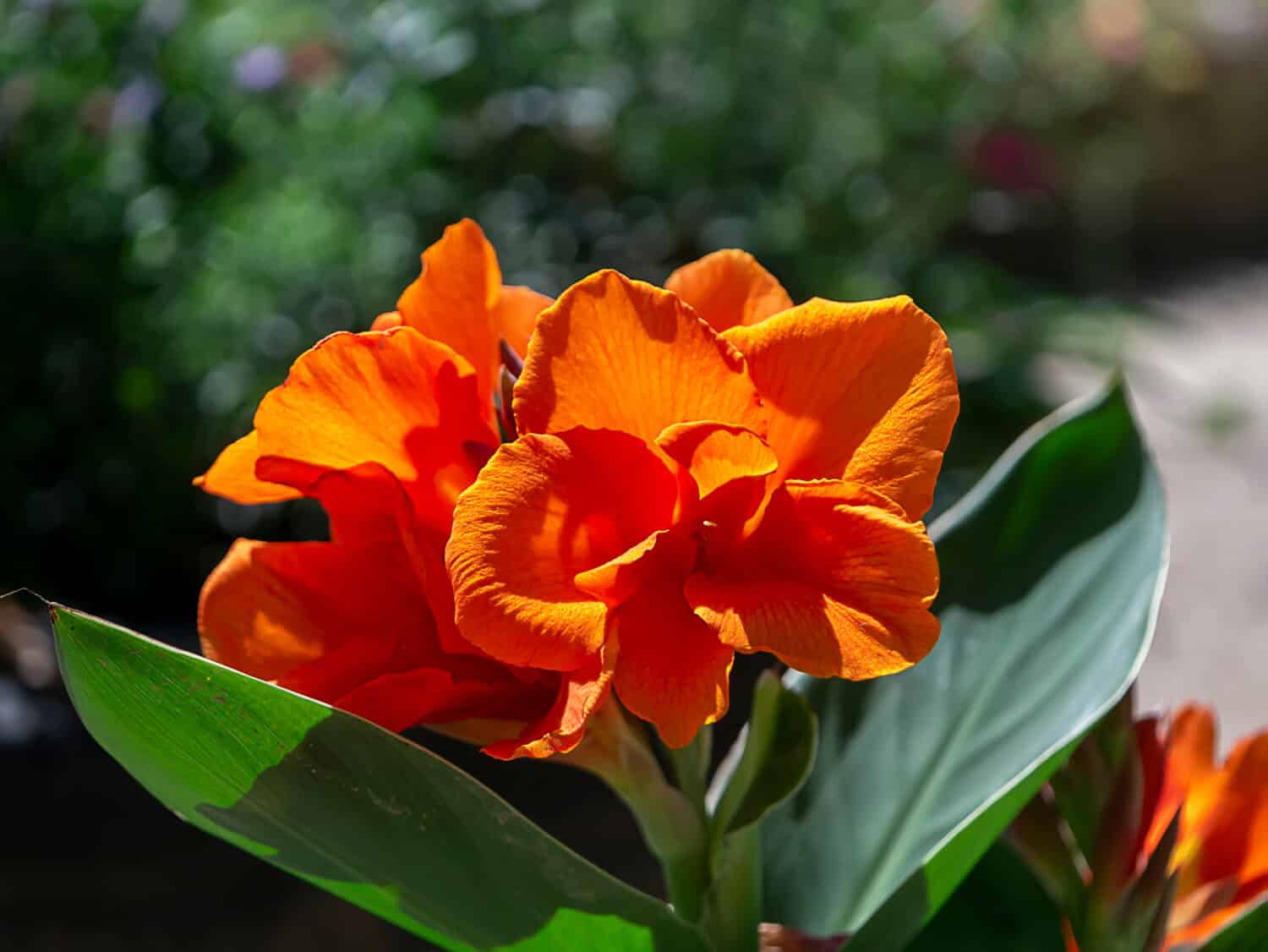 Close up colpo indiano fiore (Canna indica) con sfocatura dello sfondo.