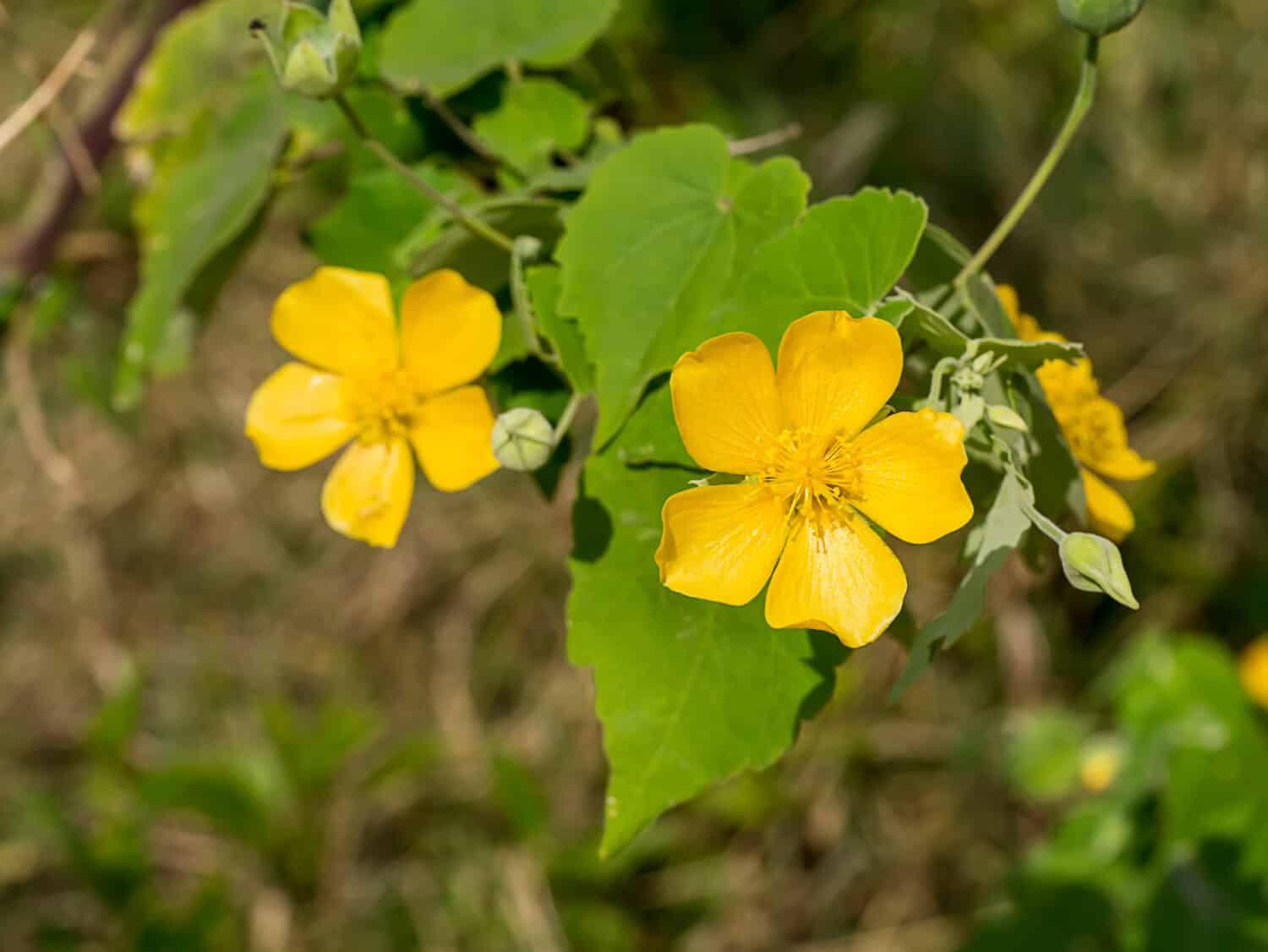 Chiudere il fiore giallo del paese malva (Abutilon indicum)