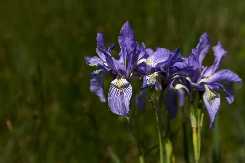 Fioritura di iris selvatici lungo la Peak to Peak Highway.  Scenic Byway si trova in Colorado.  I soprannomi di Flower includono Rocky Mountain Iris e Western Blue Flag.