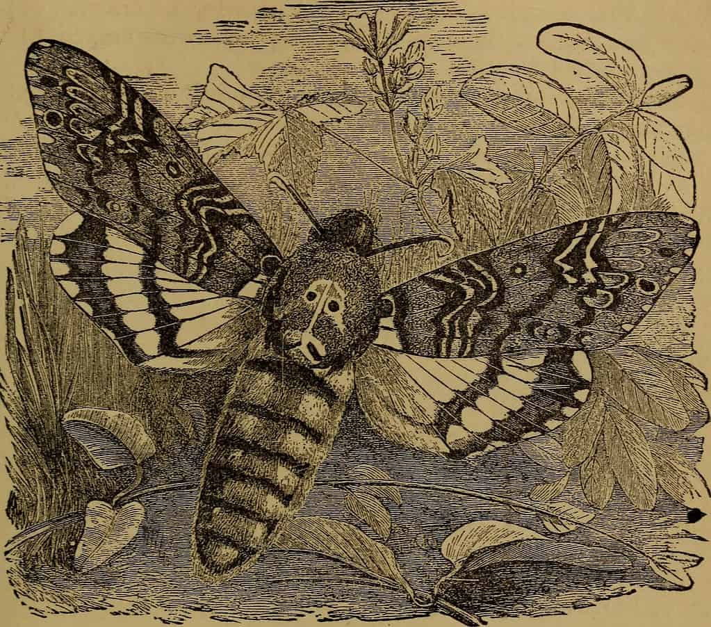 La falena-falco testa di morte è apparsa in numerosi libri e film, come questo "Piccole persone in piume e pelliccia, e altri in nessuno dei due" pubblicato nel 1875.