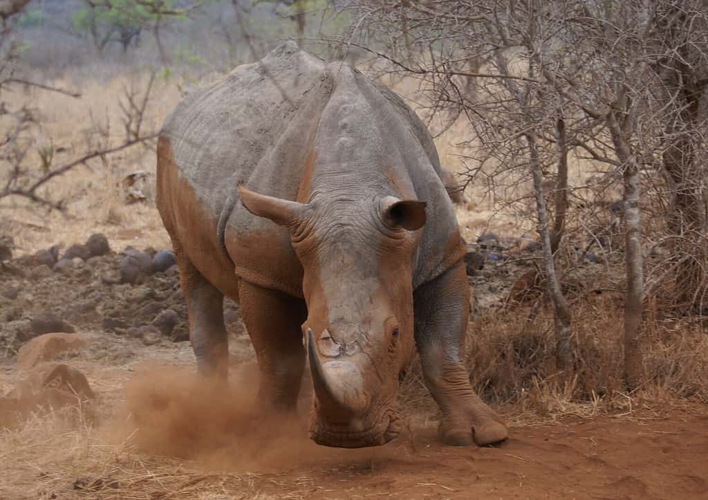Rinoceronte bianco arrabbiato.