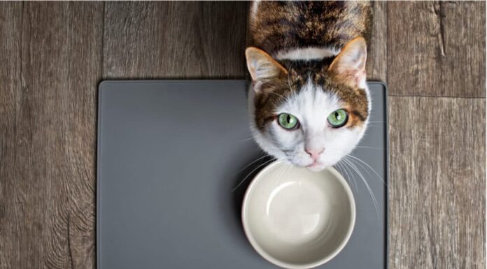 Gatto affamato con gli occhi verdi in piedi davanti alla ciotola empy guardando in alto