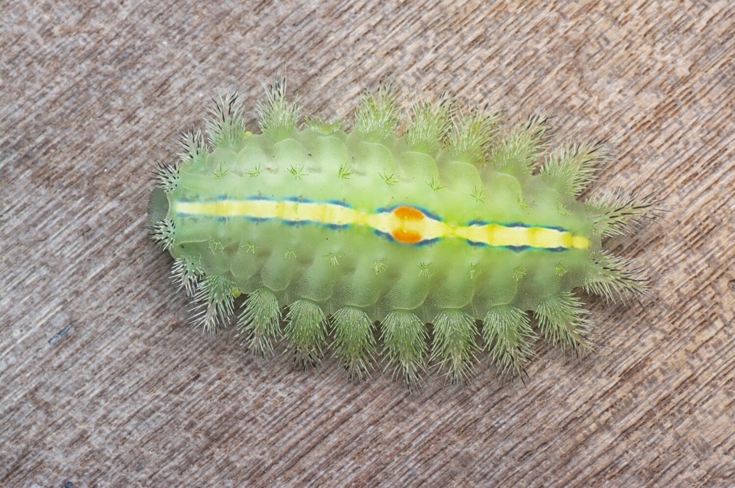 primo piano del bruco della falena lumaca dalla corona verde