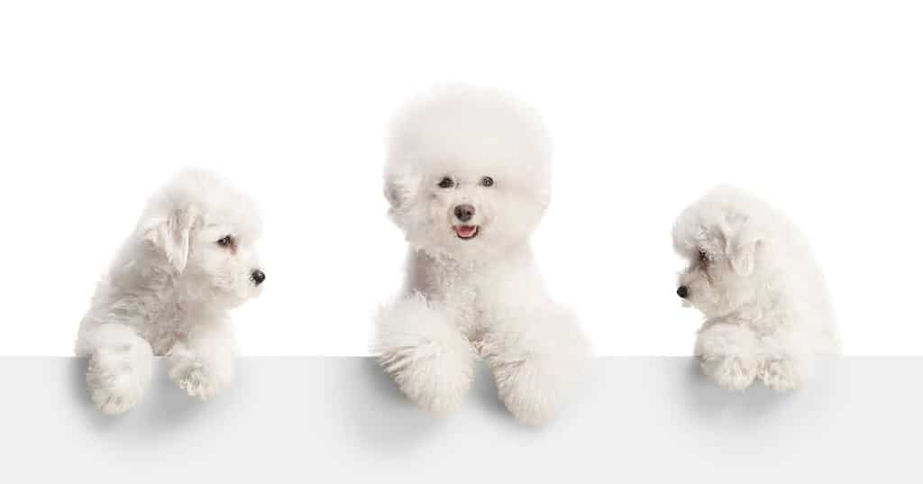 Cane adulto bichon frise e due cuccioli in piedi dietro un pannello bianco isolato su sfondo bianco