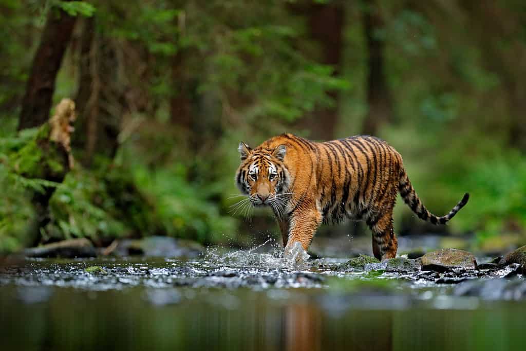 Tigre dell'Amur che cammina nell'acqua.  Animale pericoloso, taiga, Russia.  Animale nel flusso della foresta verde.  Pietra grigia, gocciolina di fiume.  Gatto selvatico nell'habitat naturale.