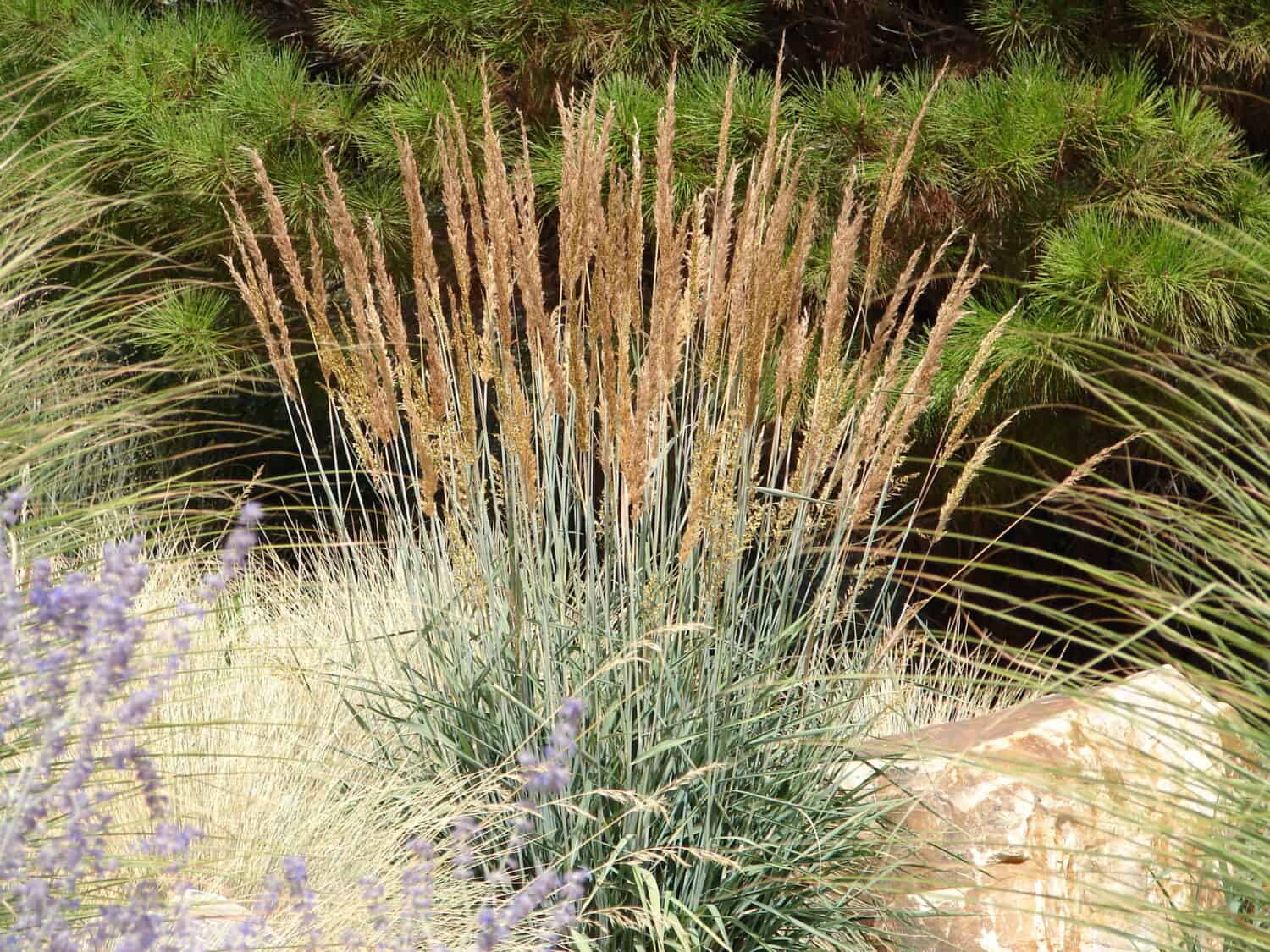 Erba indiana - Sorghastrum nutans - Erba ornamentale, erba nativa
