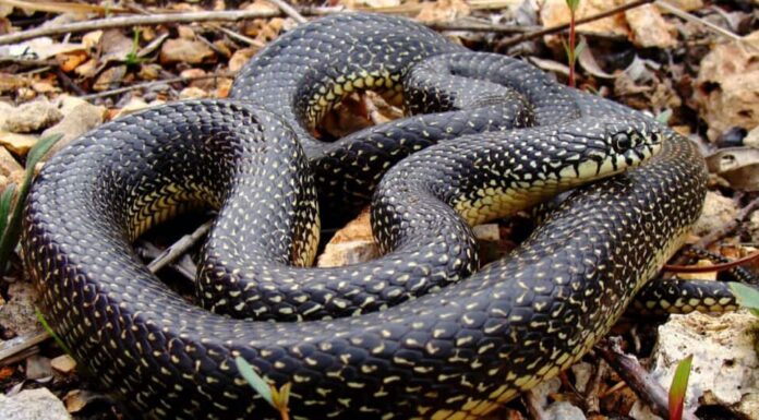 Serpenti in Mississippi - Serpente reale nero orientale (Lampropeltis nigra)