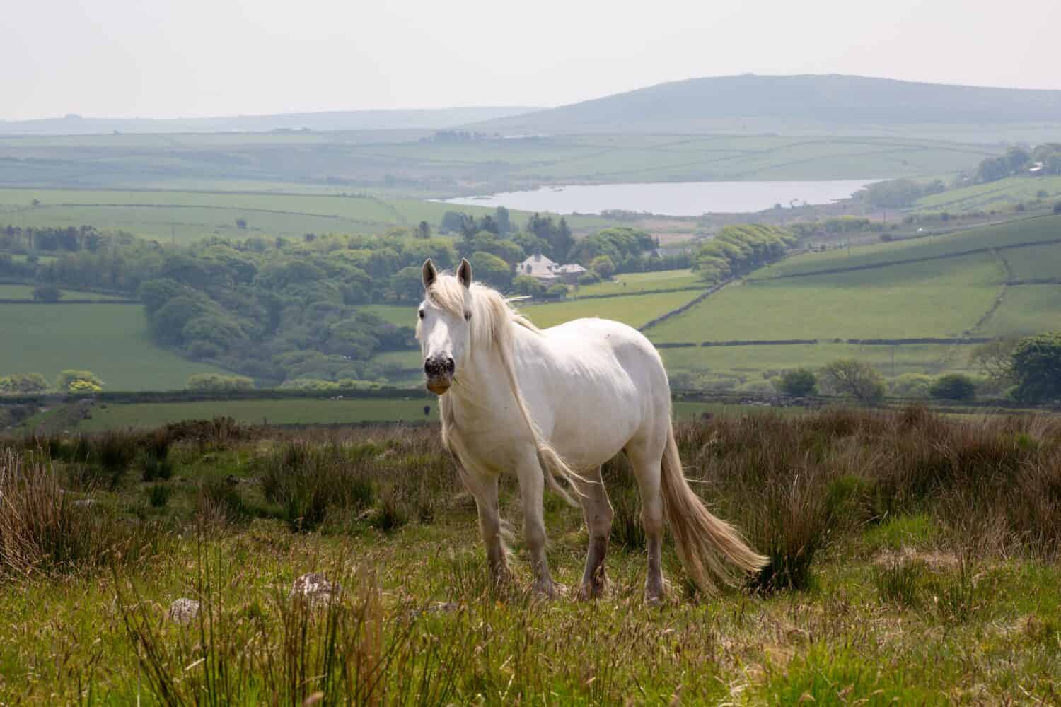 Pony selvaggio bianco su Bodmin Moor Cornwall Inghilterra Regno Unito