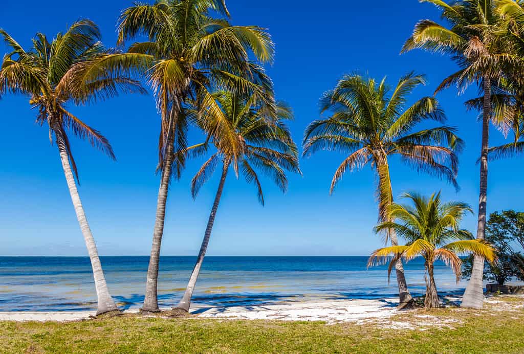 Palme sul Golfo del Messico in Bokeelia su Pine Island Florida