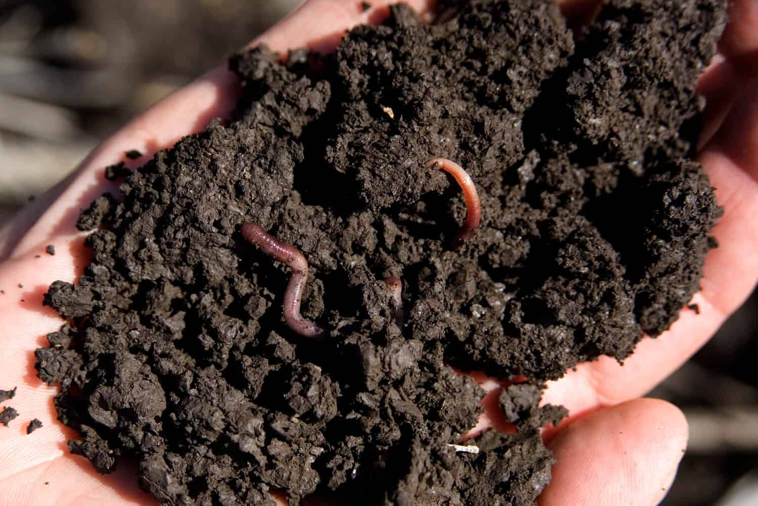 terreno ricco, terreno sano per piantare colture che mostrano vermi.