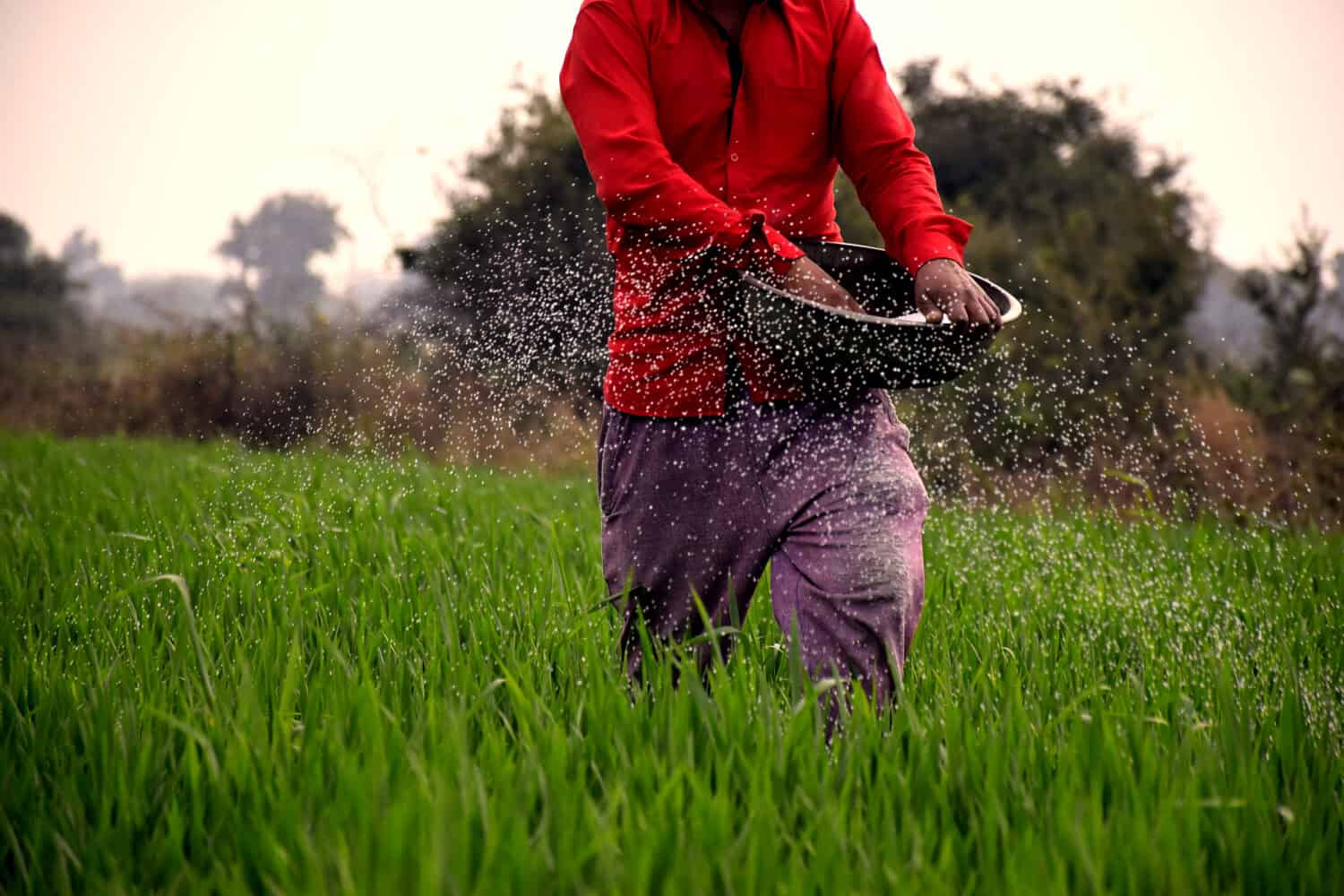 Agricoltore indiano che applica letame per aumentare la capacità di fertilizzante nel campo di grano