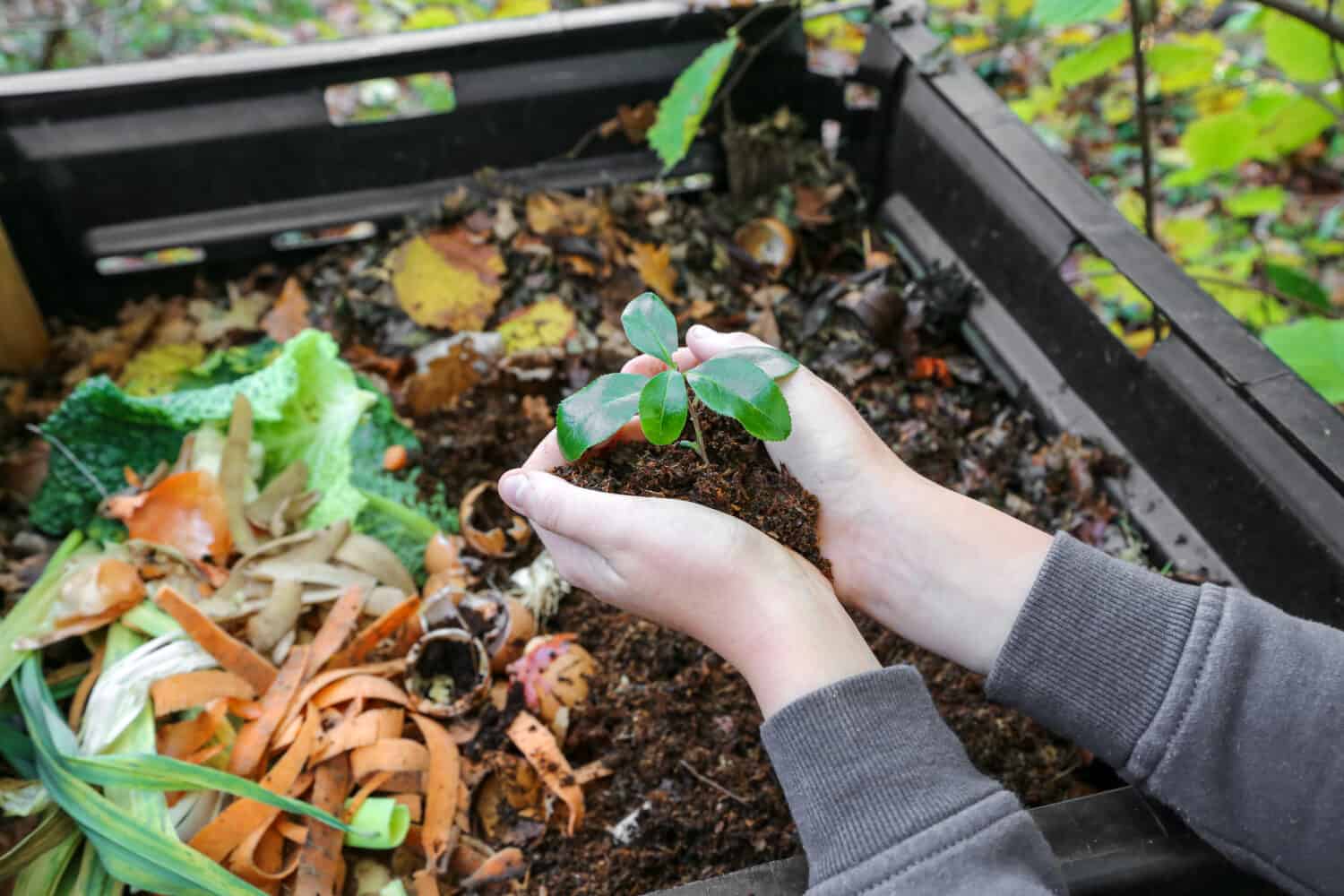 mani che tengono il compost sopra il composter con rifiuti organici