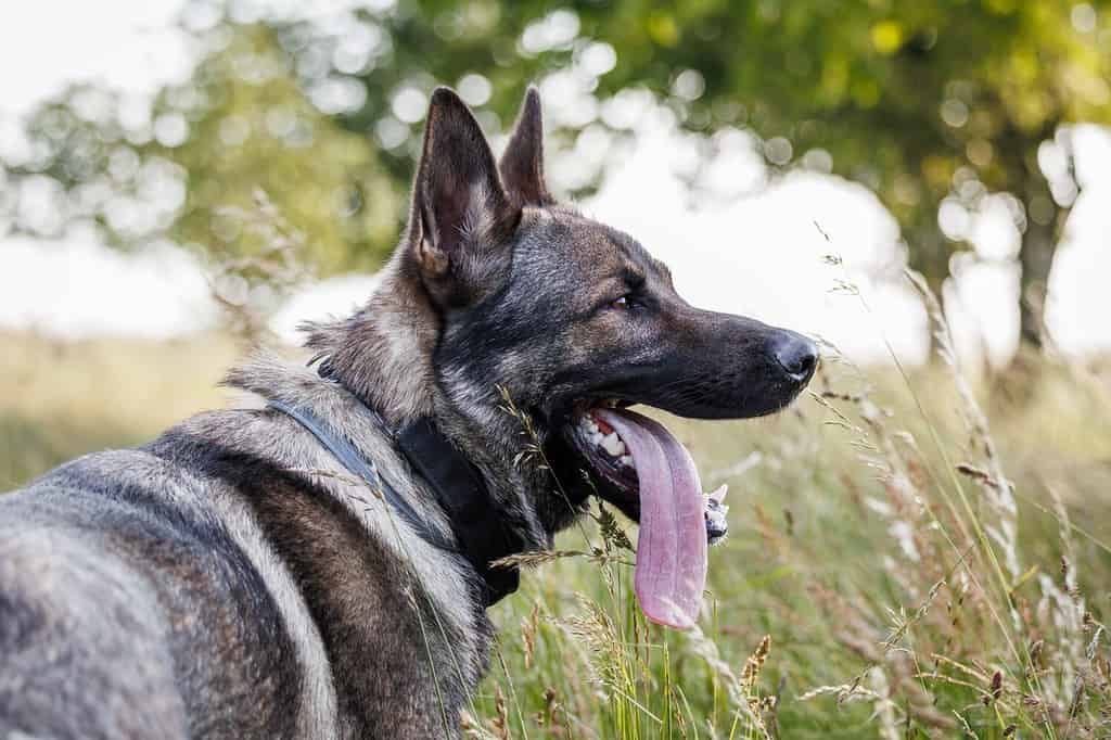 Pastore tedesco all'aperto.  Ritratto di cane grigio con collare di zecca in erba