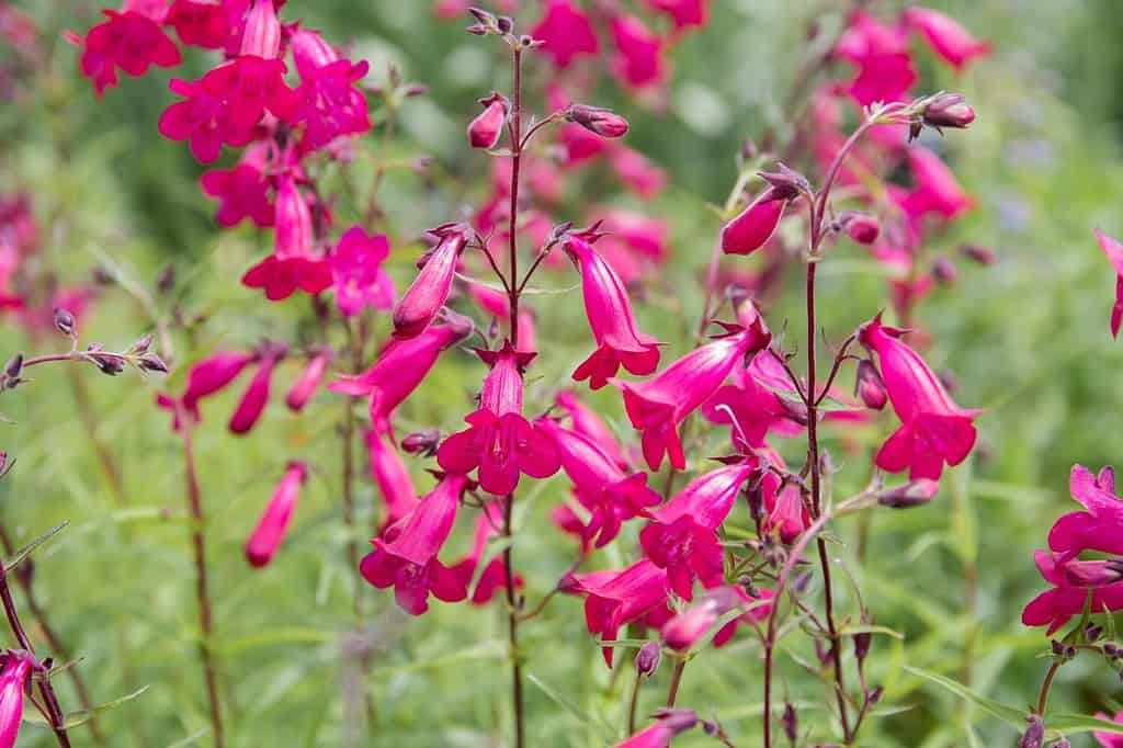 Penstemon 'Garnet' - fiori rosa brillante su sfondo verde