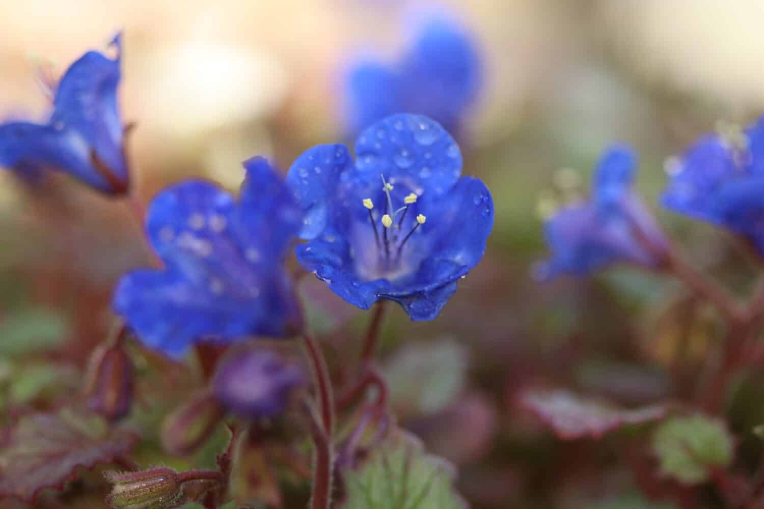 Phacelia campanularia, bellissimo fiore blu della famiglia della borragine.