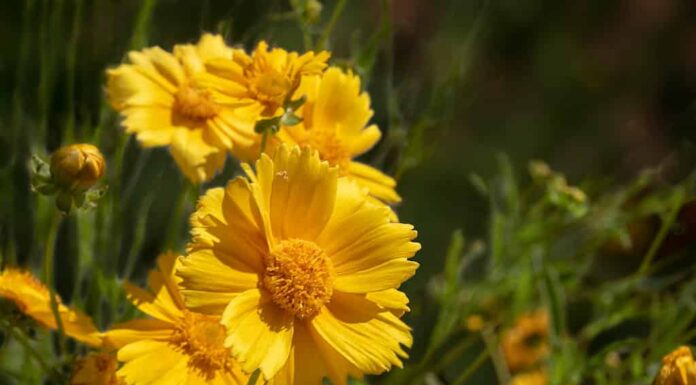 I migliori fiori da piantare in Arizona: 8 fiori che amano il caldo
