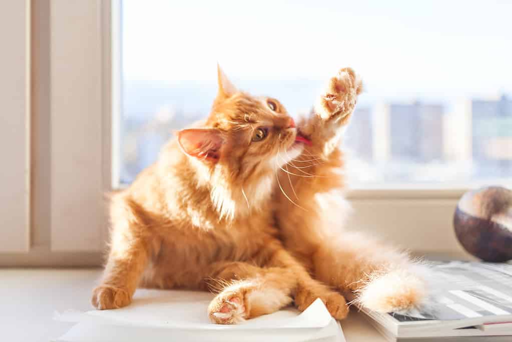 Il simpatico gatto rosso si piace sul davanzale della finestra.  L'animale domestico birichino sta pulendo la sua pelliccia.