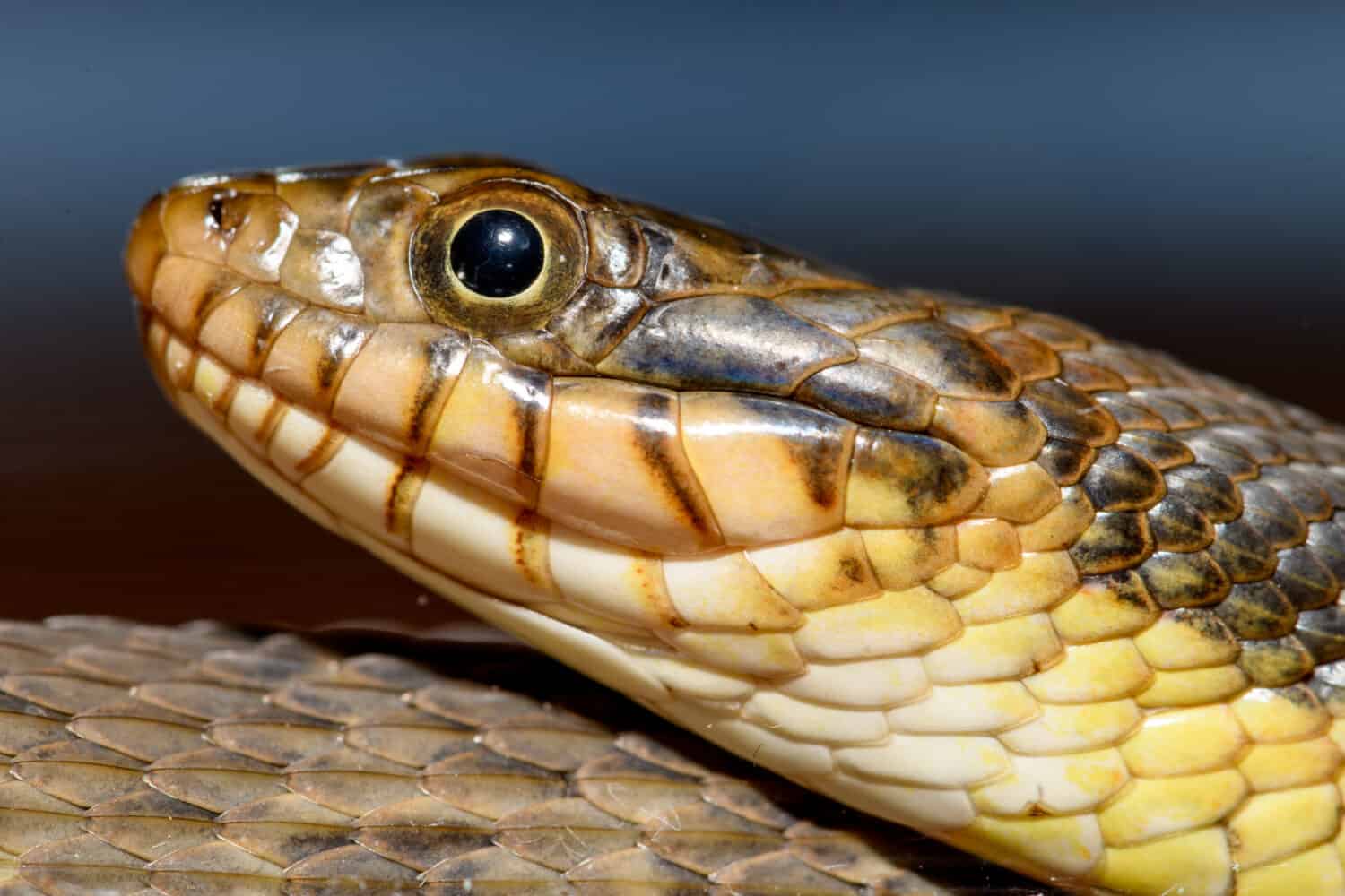Serpente d'acqua panciuto (Nerodia erythrogaster flavigaster) Avvicinamento avvolto della testa