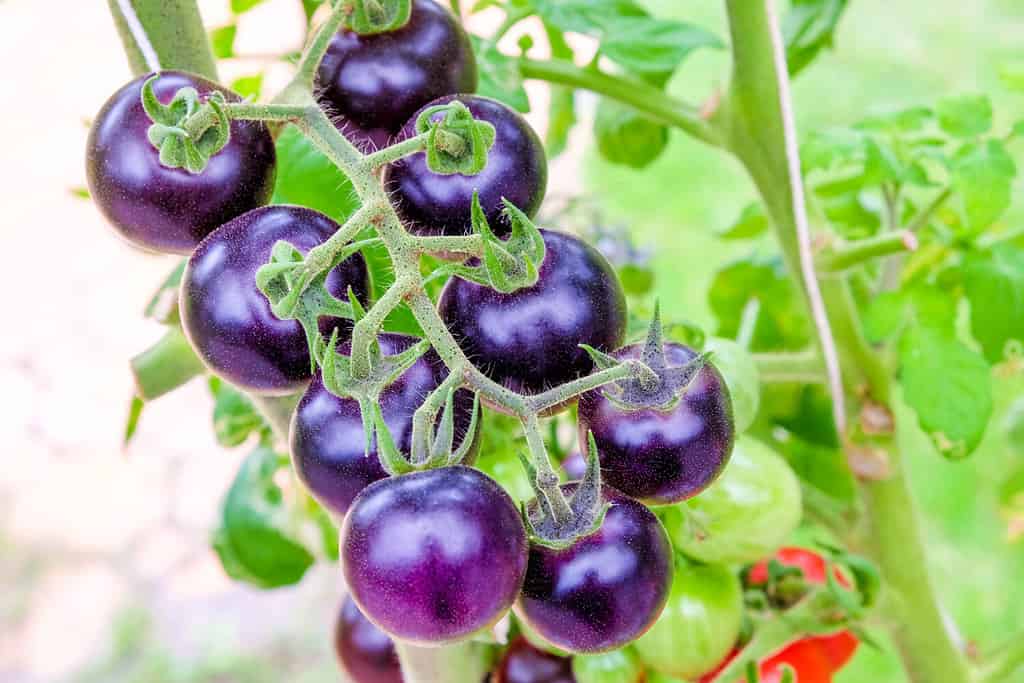 freschi pomodori cimelio viola sulla vite in un giardino