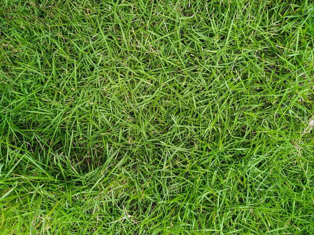 Zoysiagrass giapponese o Lawngrass coreano (Zoysia Japonica).  Specie della famiglia Poaceae e ordine Poales.  Fogliame verde naturale.
