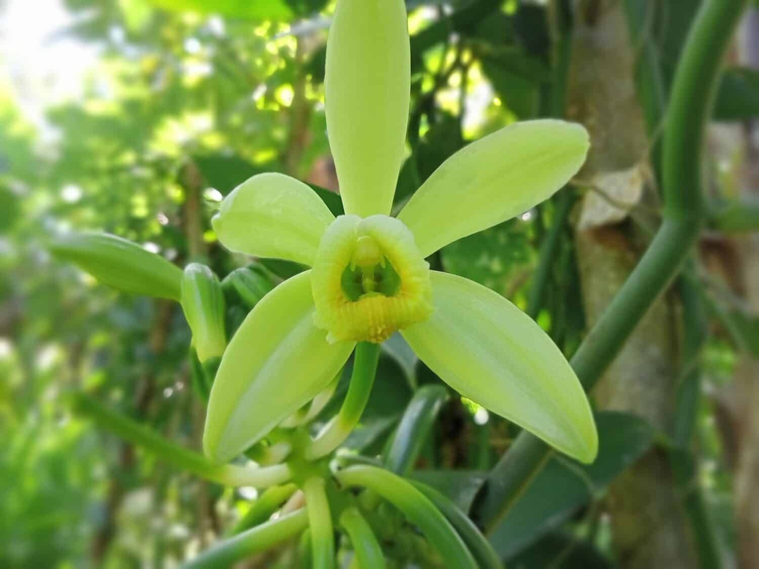 Fiore della pianta della vaniglia.