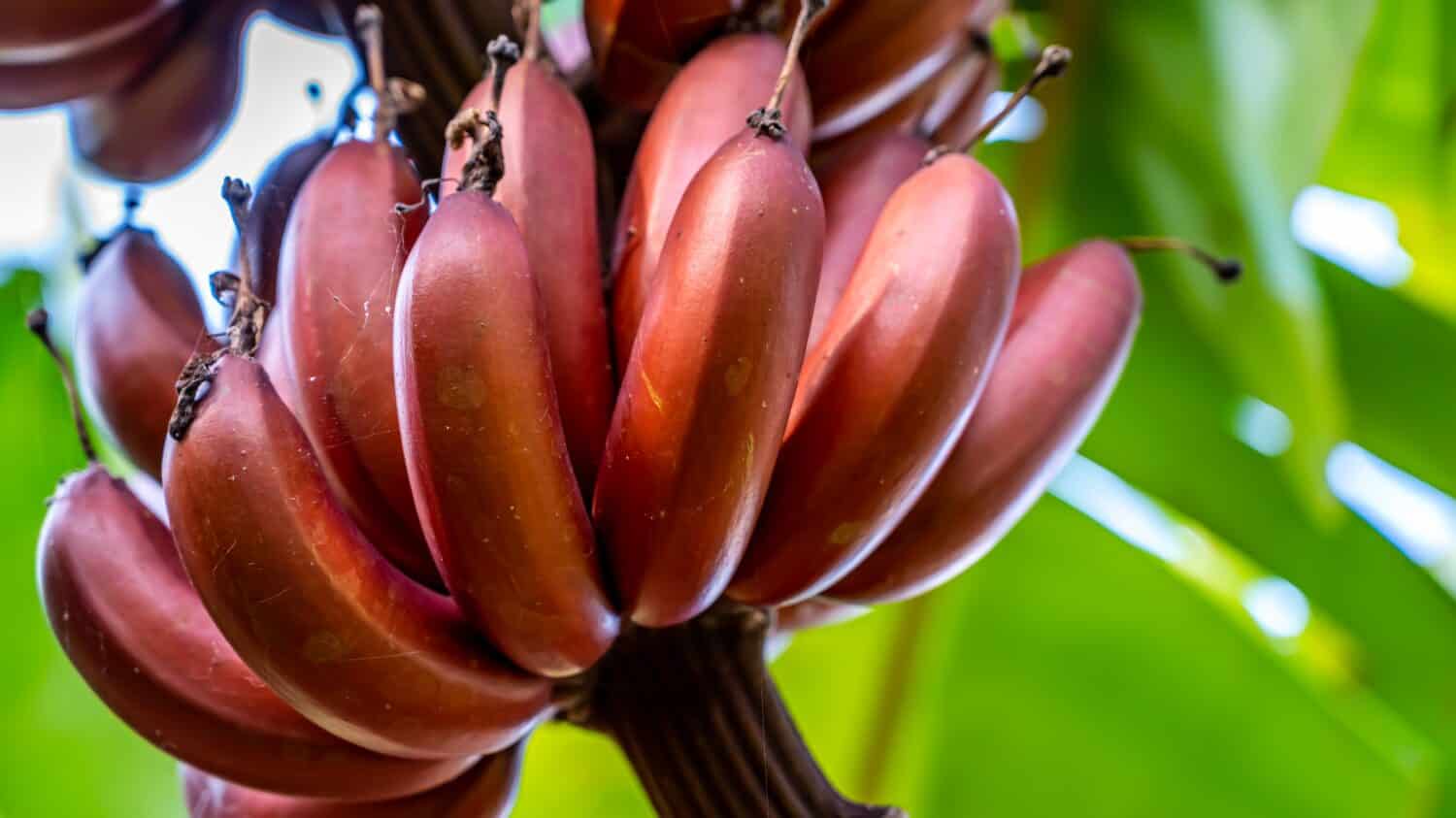 Le banane rosse sono un gruppo di varietà di banane con buccia rosso-viola.  Alcune sono più piccole e carnose della comune banana Cavendish, altre molto più grandi.