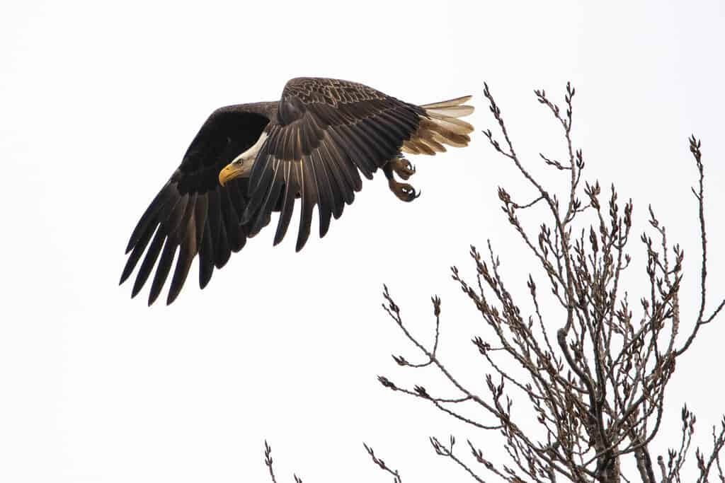 Aquila calva che decolla sul parco statale del lago reelfoot nel Tennessee