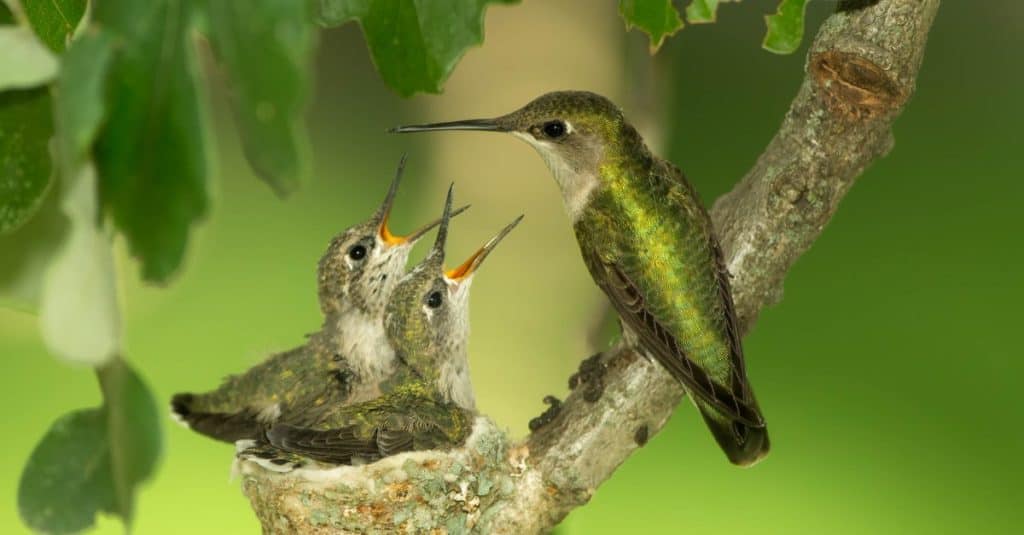 Colibrì sul nido, colibrì dalla gola rubino, femmina e due pulcini, che si nutrono
