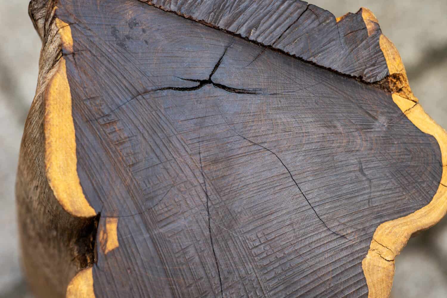 Sezione trasversale dell'albero di ebano nero.  Uno dei legni più duri al mondo 