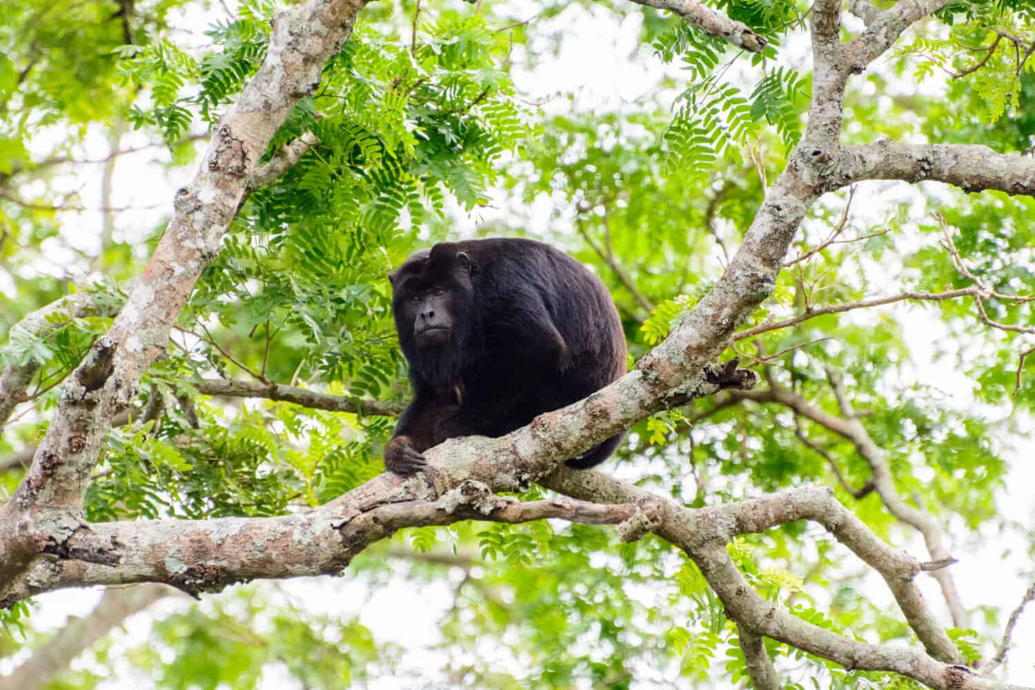 Una scimmia urlatrice è seduta su un ramo tra gli alberi dell'Amazzonia boliviana