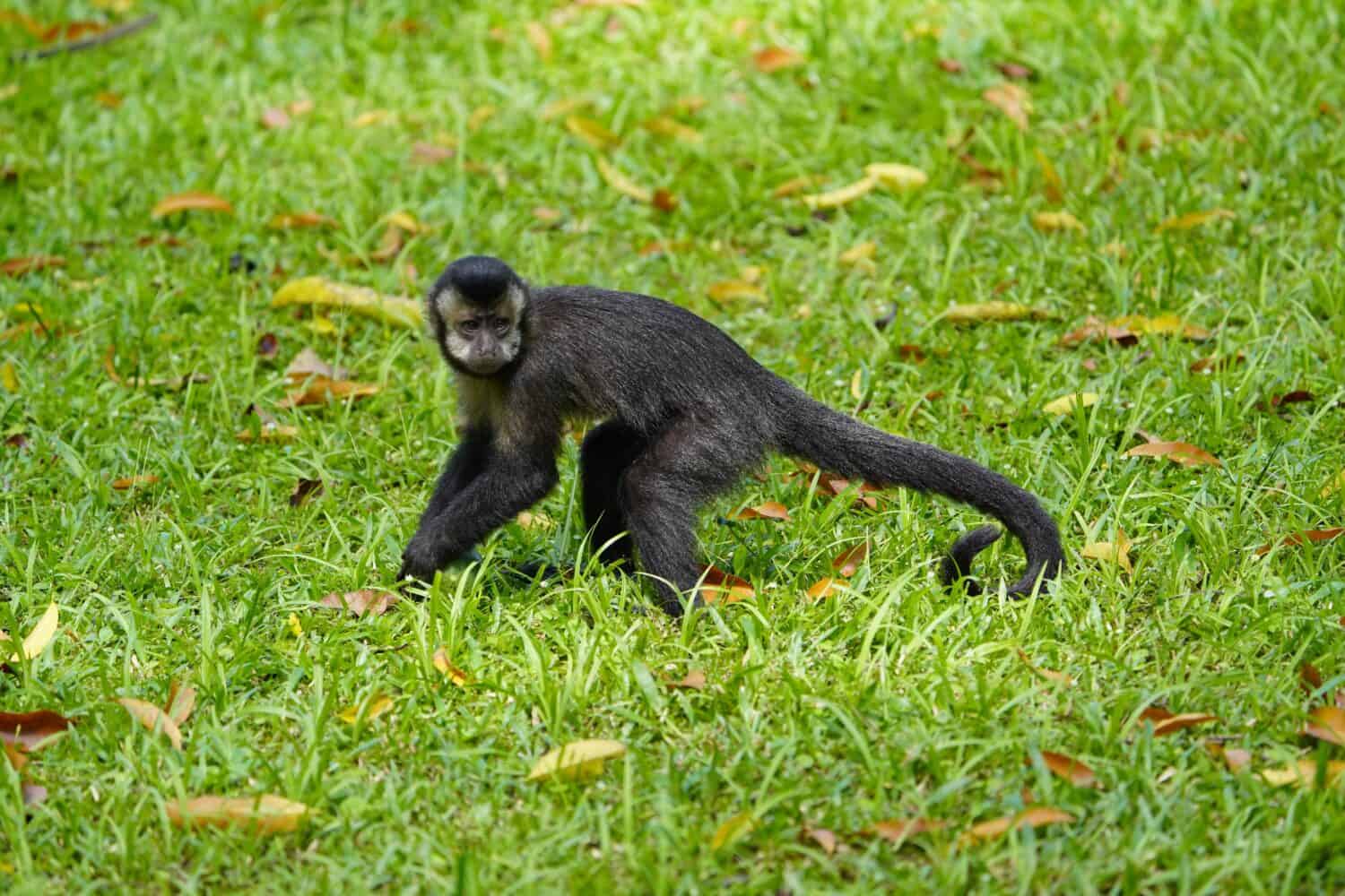 Il cappuccino nero (Sapajus nigritus), noto anche come cappuccino dalle corna nere, è una scimmia cappuccina della Foresta Atlantica nel Brasile sud-orientale e nell'estremo nord-est dell'Argentina.
