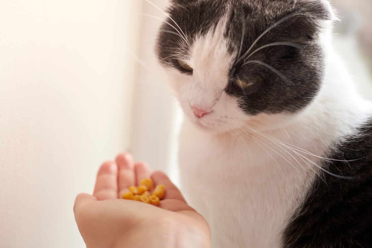 Il proprietario dà il suo simpatico mais al gatto nel palmo della mano.