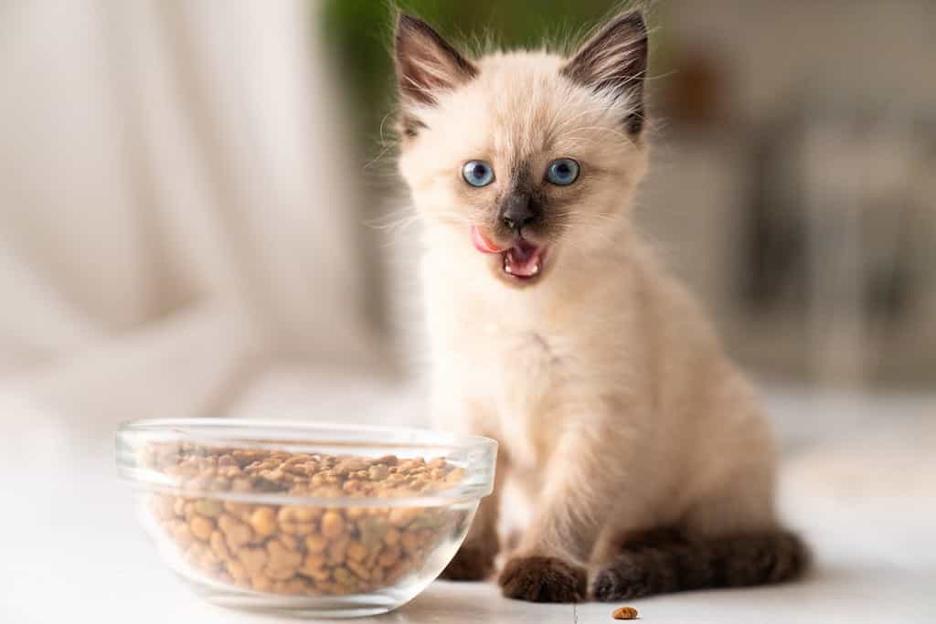 Buffo gattino peloso mangia cibo secco da una ciotola. Il gattino lecca, pasto delizioso. Razza di gatto siamese o tailandese. Foto di alta qualità