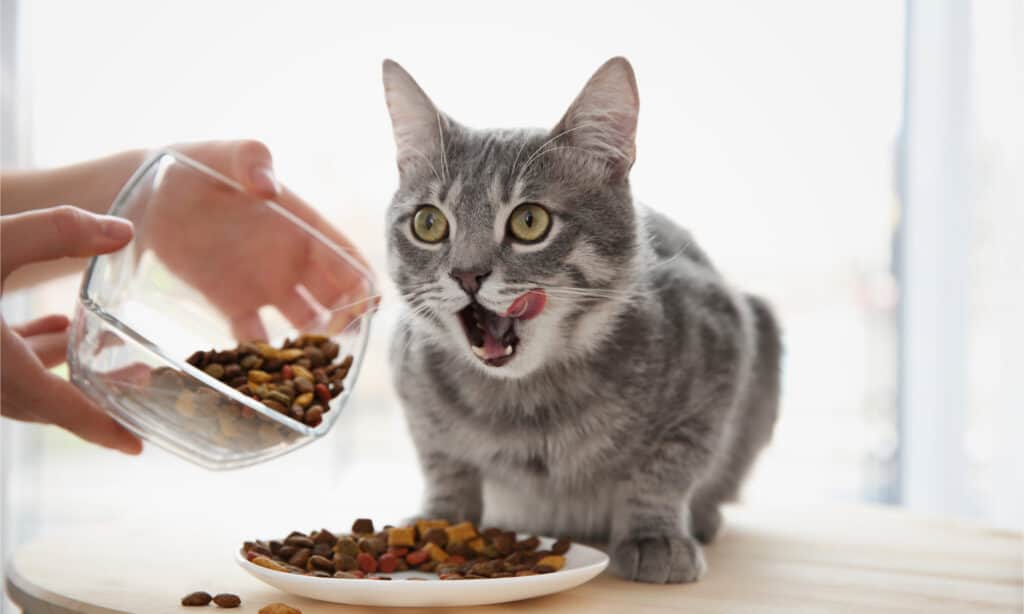 Gatto che si lecca le labbra mentre il proprietario gli versa il cibo nel piatto