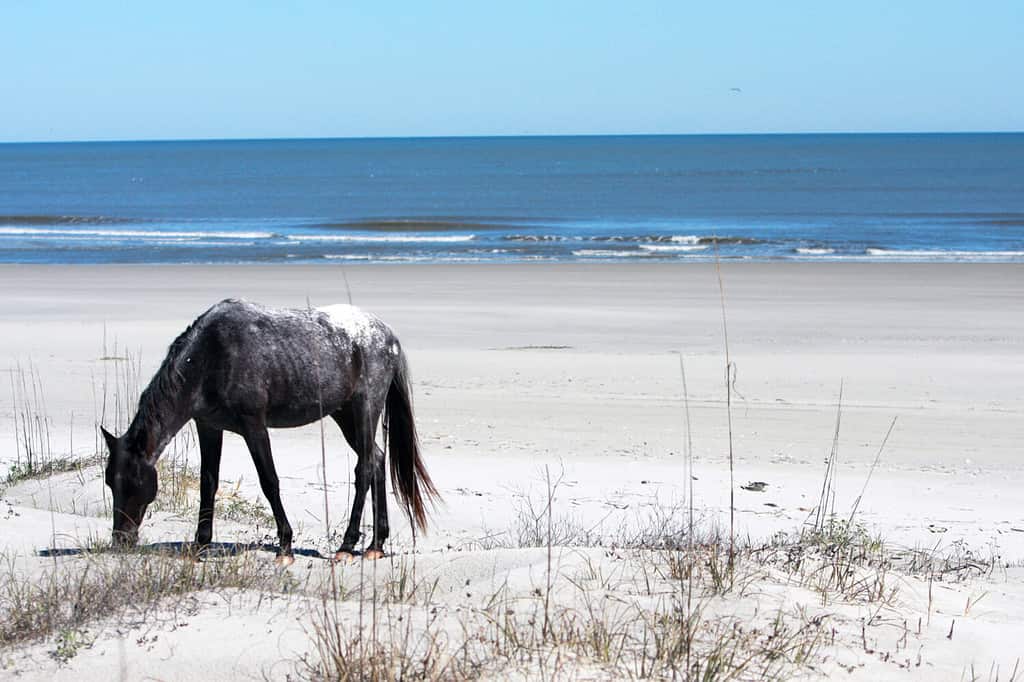 Cavallo selvaggio che pasce sulla spiaggia nell'isola di Cumberland, GA.