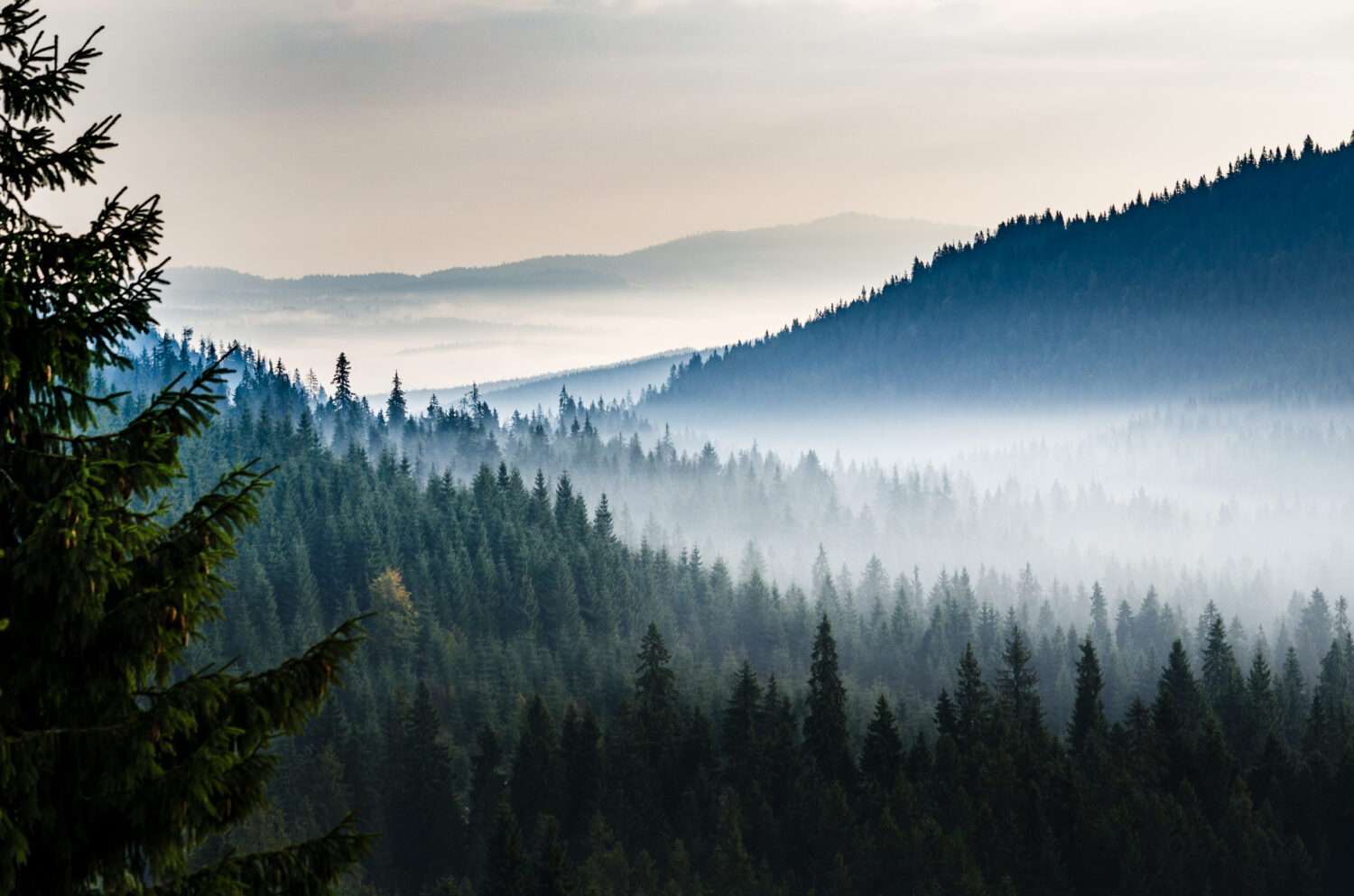 Valle mattutina con foresta e nebbia vista dall'alto.  Foresta di pini mistici in montagna con nebbia sopra gli alberi.