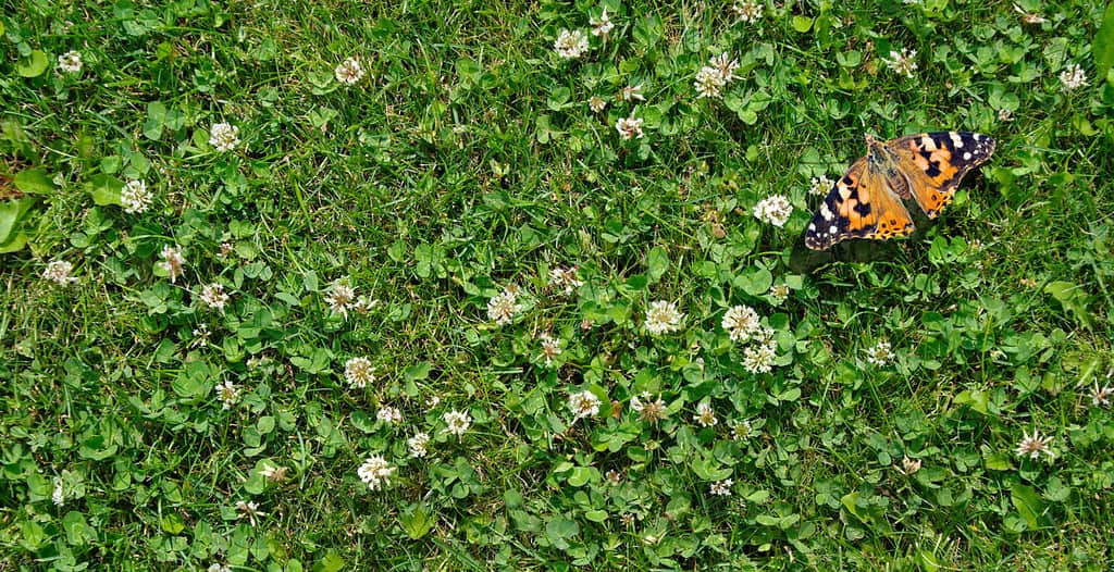 priorità bassa di struttura del trifoglio dell'erba.  vista dall'alto.  farfalla dipinta signora seduta su un prato di trifoglio