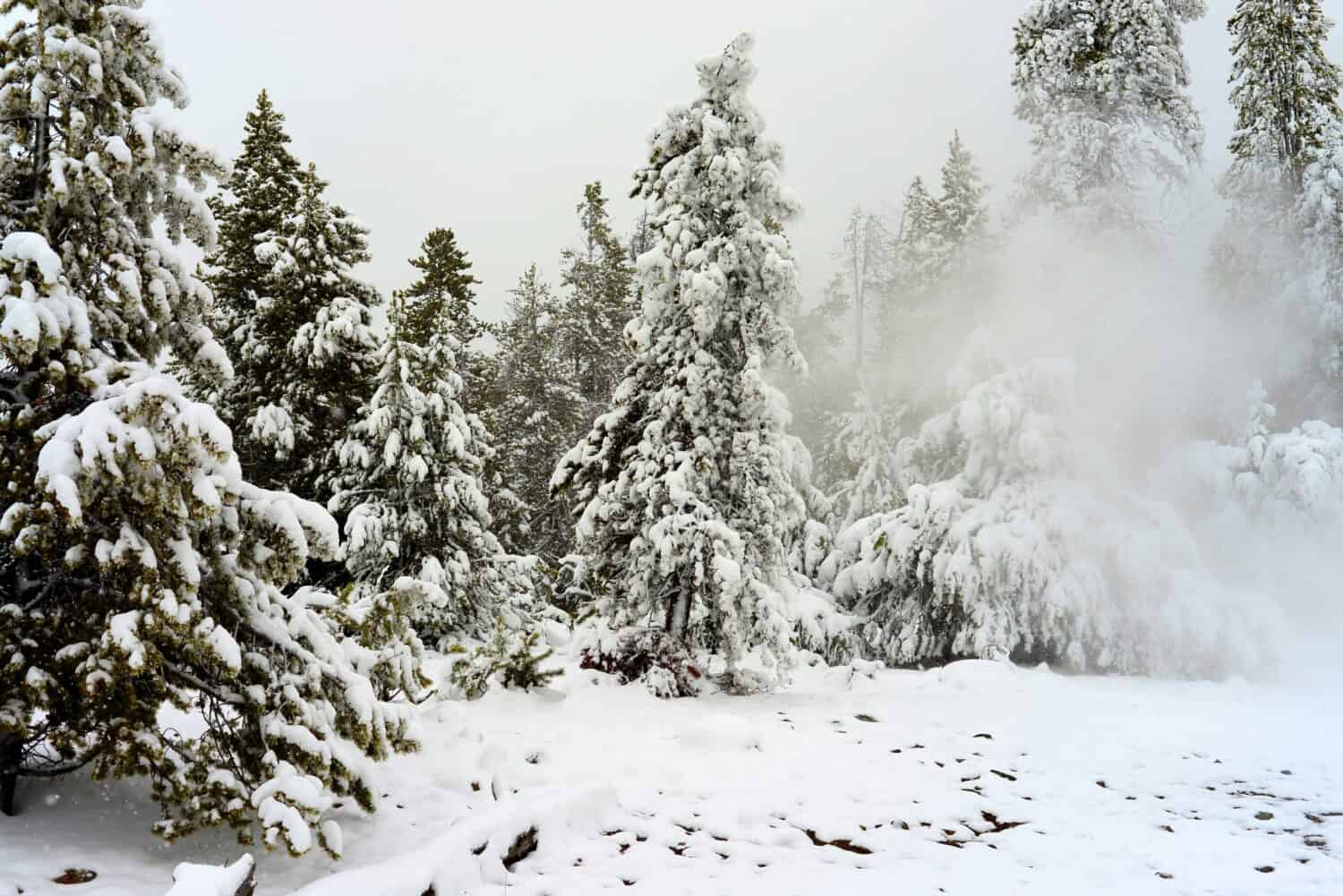 Douglas Fir ricoperta di neve nel Parco Nazionale di Yellowstone.  È uno degli alberi più iconici originari del Montana. 