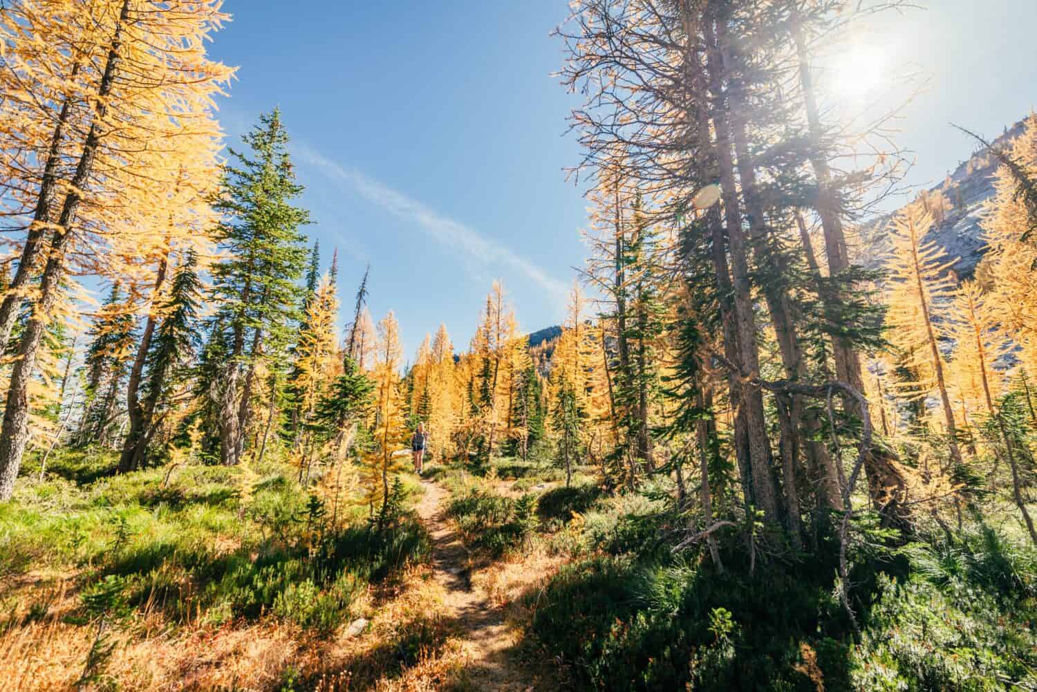 Un escursionista arriva lungo un sentiero fiancheggiato da larici dorati in autunno.  Uno degli alberi più iconici originari del Montana. 