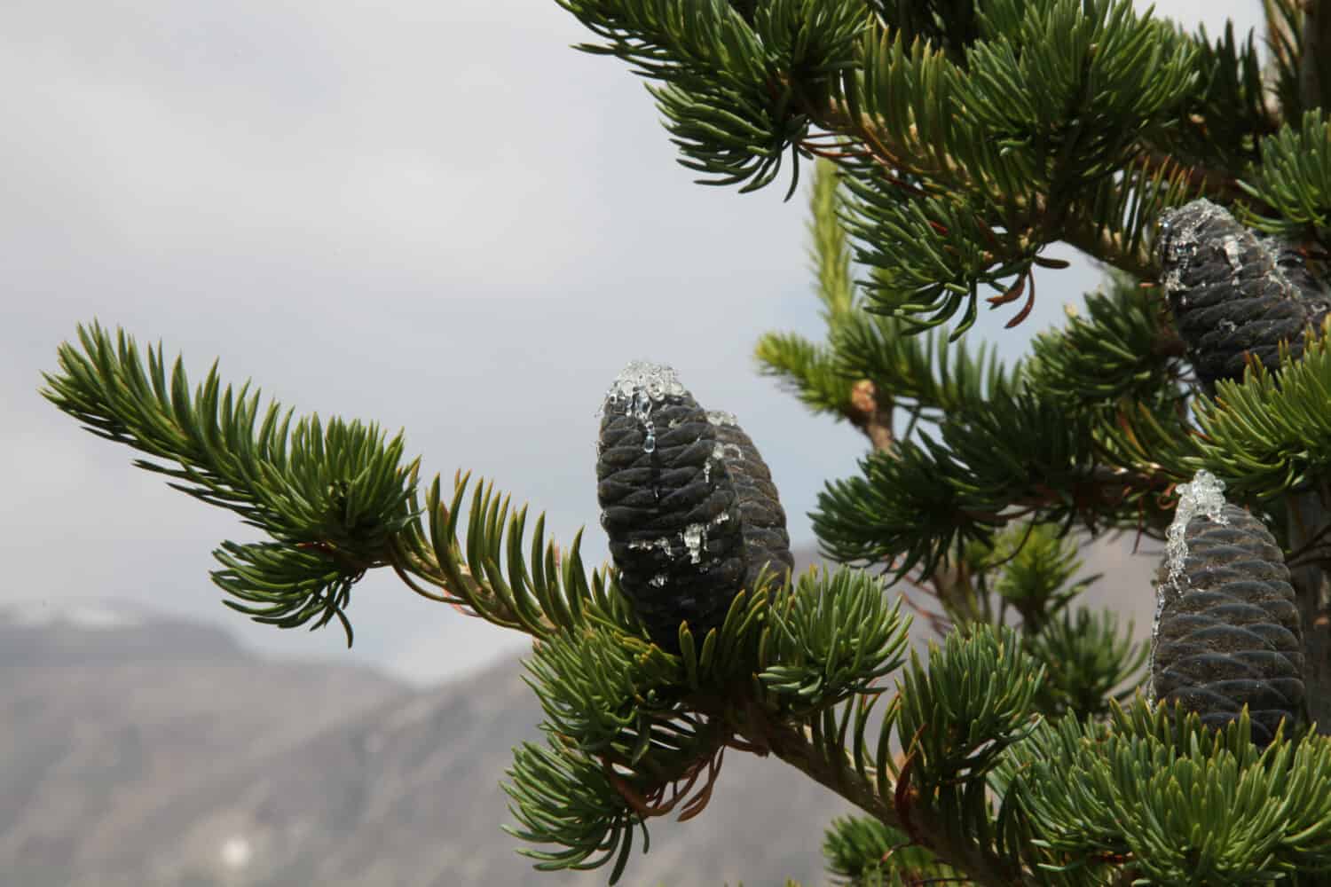 Abete subalpino (Abies lasiocarpa) coni blu con passo su un albero in Beartooth Mountains, Montana