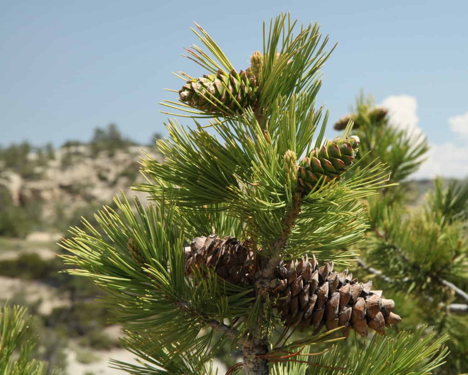 Vecchi e nuovi coni di pino agile (Pinus flexilis) a Weatherman Draw, Montana