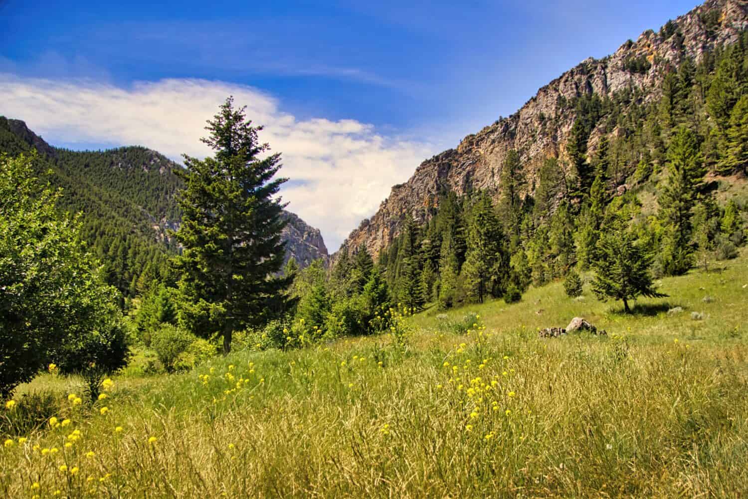 Sotto un cielo blu con nuvole bianche all'orizzonte, montagne rocciose sembrano separarsi oltre un campo di erbe verdi e fiori selvatici gialli in un giorno d'estate vicino a Townsend, Montana, USA.
