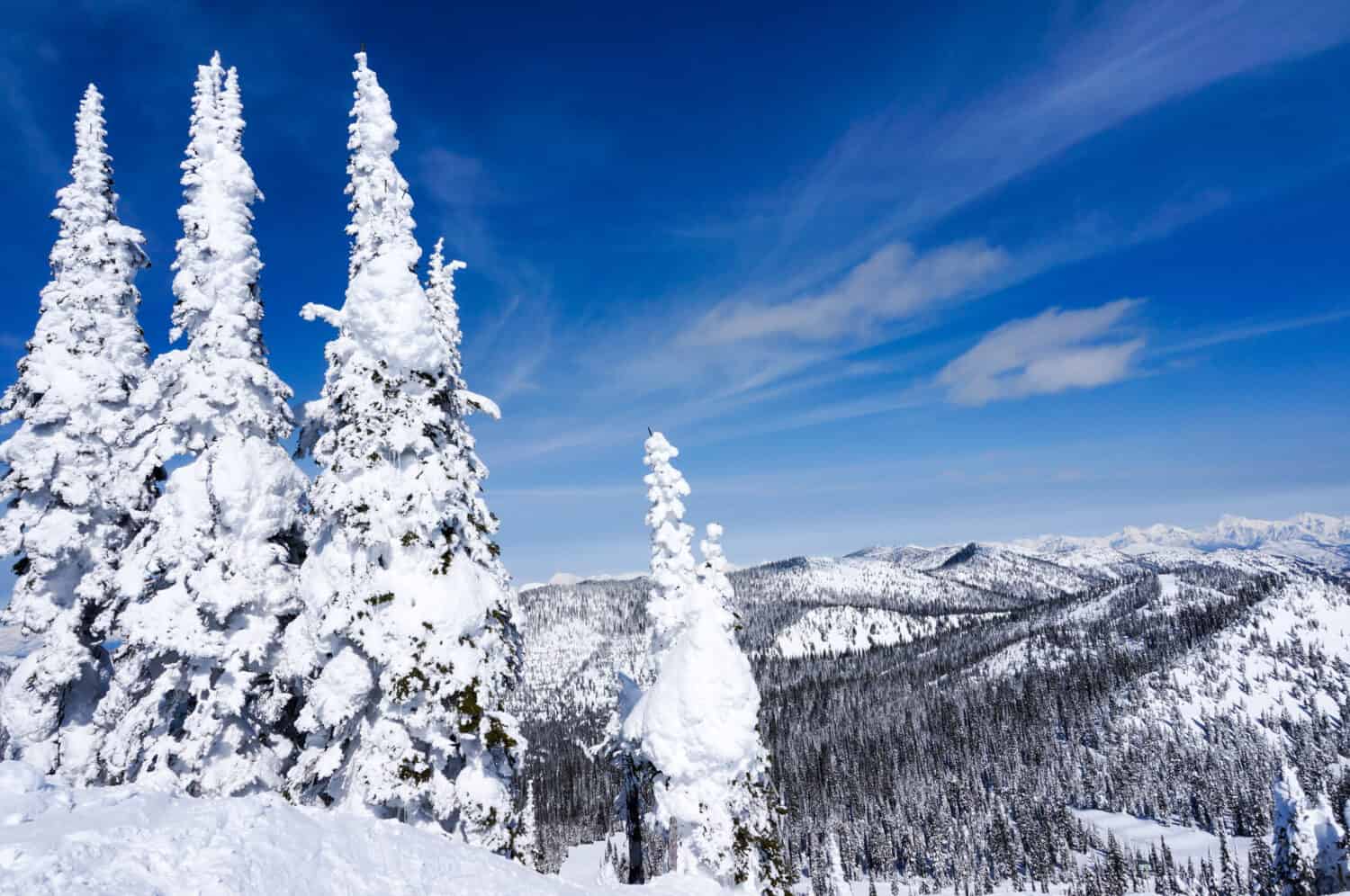 Paesaggio invernale su Big Mountain in Whitefish, Montana, affacciato sul Glacier National Park, con copia spazio.  È uno degli alberi più iconici originari del Montana. 