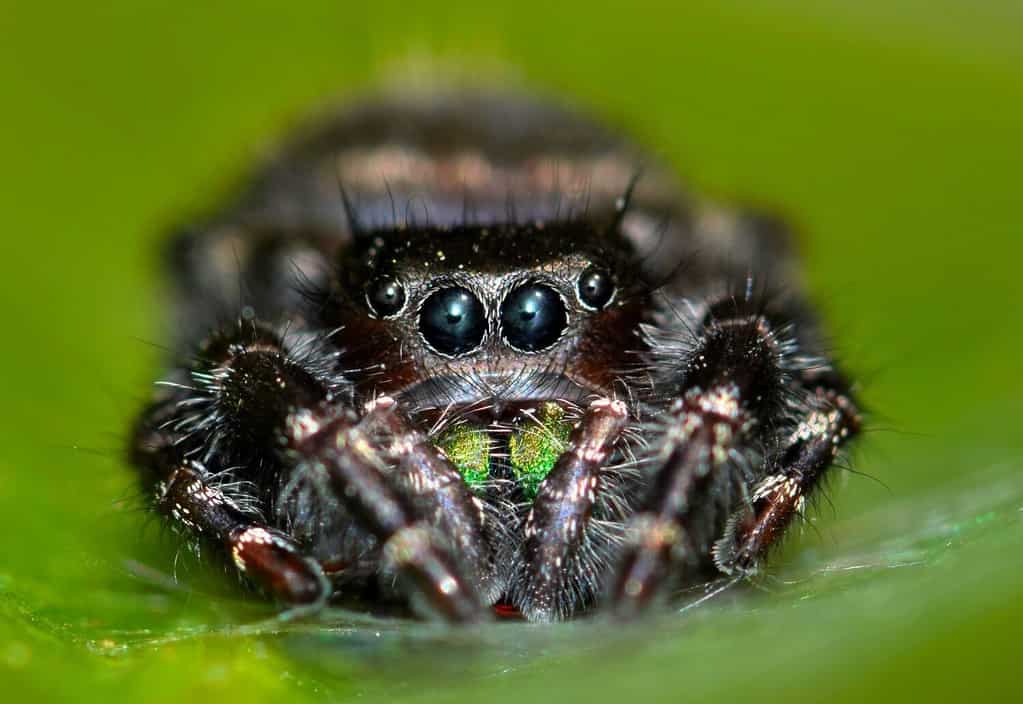 Il ragno saltatore audace, o il ragno saltatore audace (Phidippus audax) guarda la telecamera dalla relativa sicurezza della sua tessitura sulla foglia di una pianta acquatica.