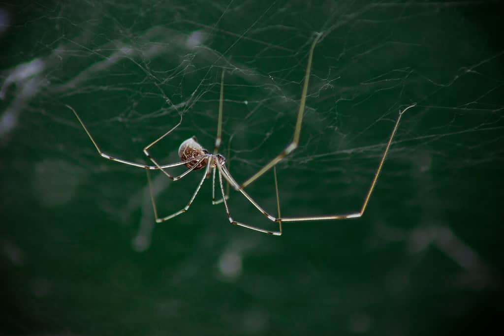 Foto a macroistruzione del ragno delle gambe lunghe del papà o del ragno della cantina dal corpo lungo (Pholcus opilionides).  Il ragno è nella sua tela, penzolante.  Sfondo verde