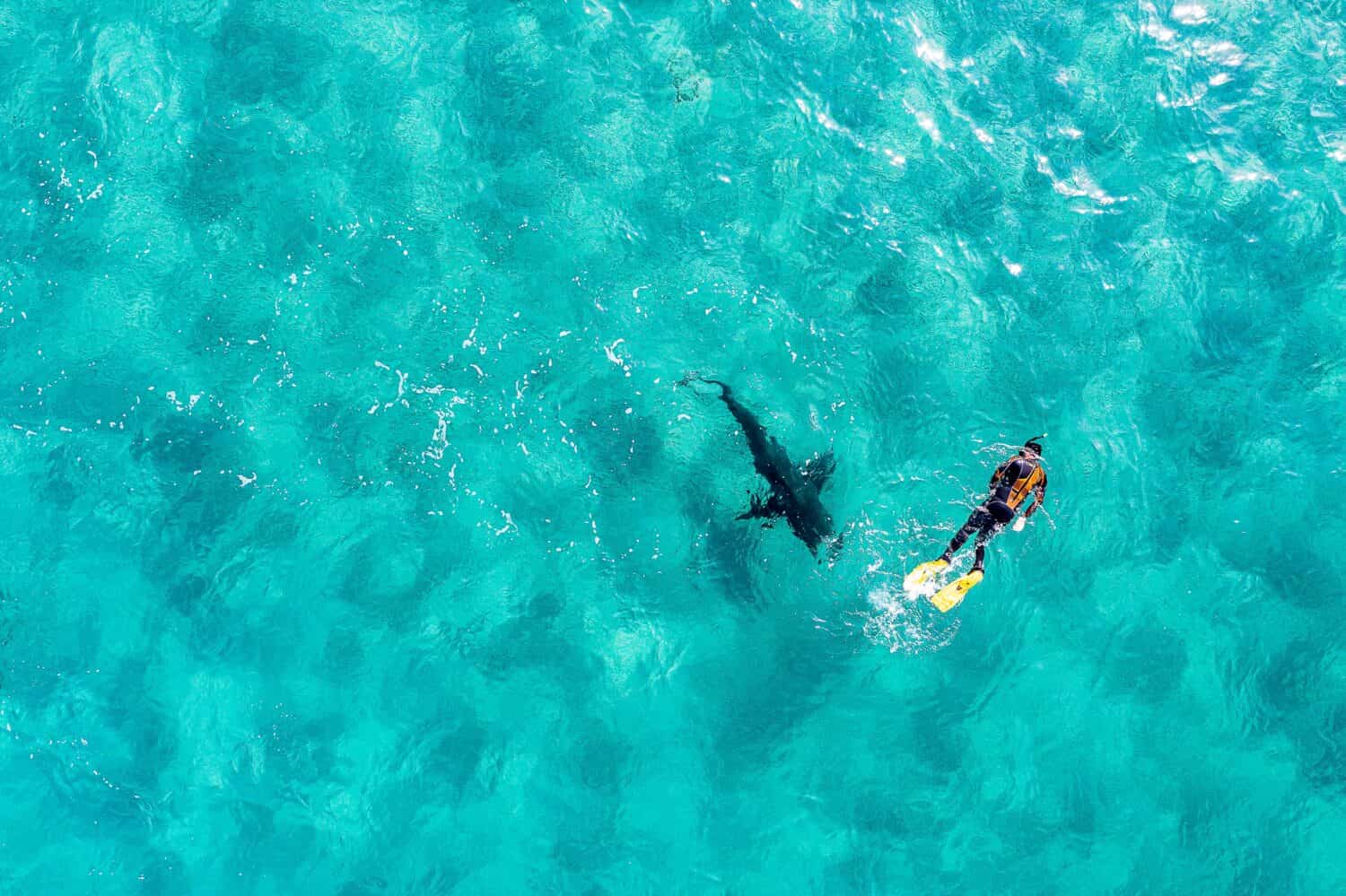 Vista dall'alto del drone del subacqueo con boccaglio con il grande squalo