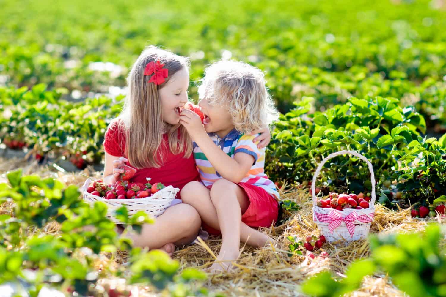 Bambini che raccolgono fragole nel campo della fattoria di frutta nella soleggiata giornata estiva.  I bambini raccolgono fragole biologiche mature fresche nel cesto bianco per scegliere la tua piantagione di bacche.  Ragazzo e ragazza che mangiano fragole.